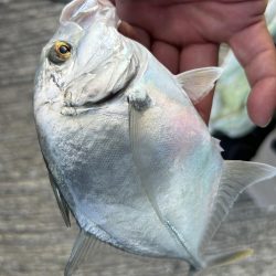 メッキのちセイゴ時々シマイサキ