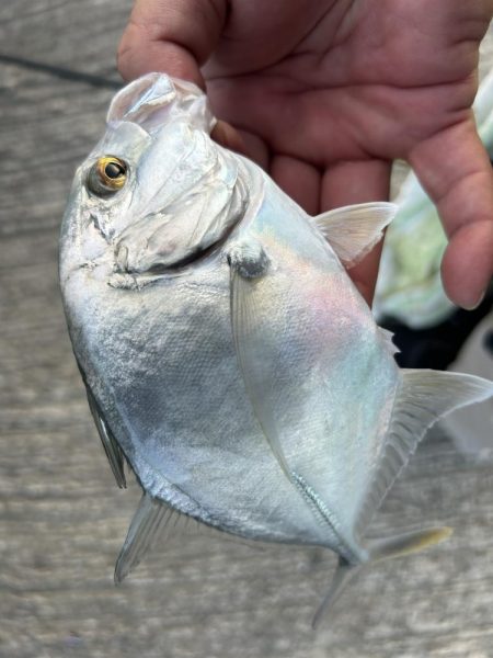 メッキのちセイゴ時々シマイサキ