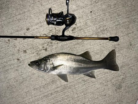 メッキ最盛期！