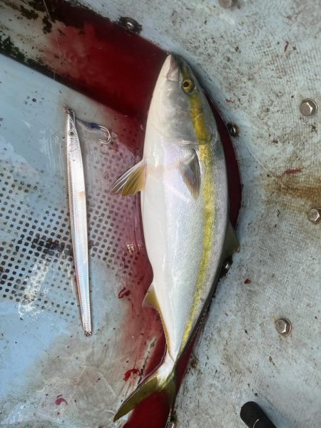 メジロ入れ食い