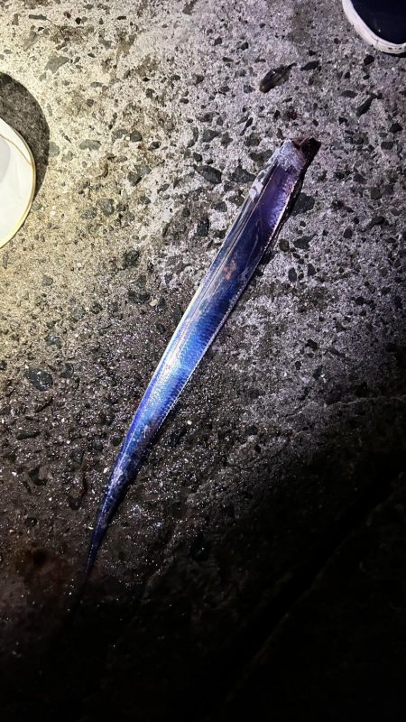 小さなタチウオ