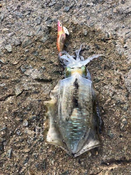 エギング　佐渡遠征②2日目