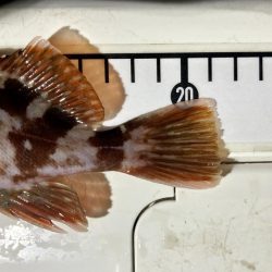 カサゴ釣りイベント1