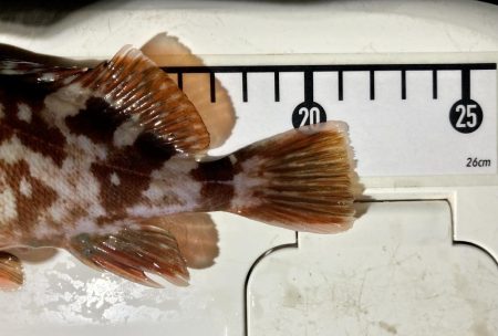 カサゴ釣りイベント1