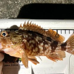 カサゴ釣りイベント2