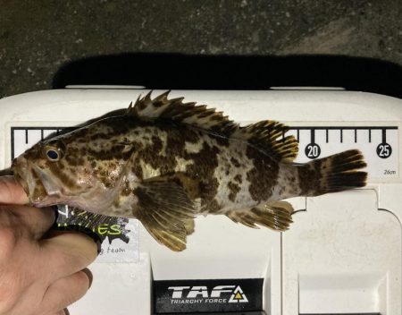 カサゴ釣りイベント4（更新ならず）