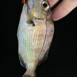 カサゴ釣りイベント5（更新ならず）