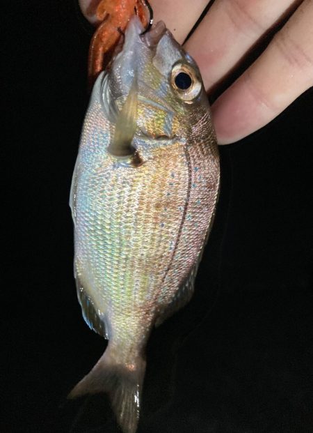 カサゴ釣りイベント5（更新ならず）