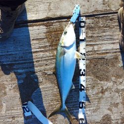 メジロしか・・・。