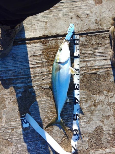 メジロしか・・・。