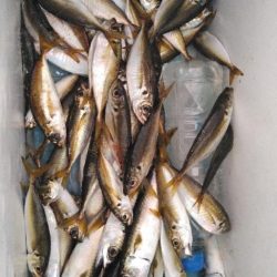 嫌気がさします。