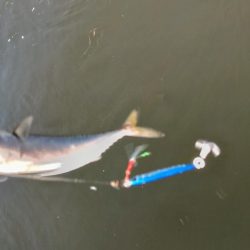 ぷら岸壁調査！！