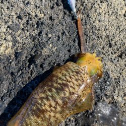 2023 佐渡ヶ島エギング 17回目【9月24日】