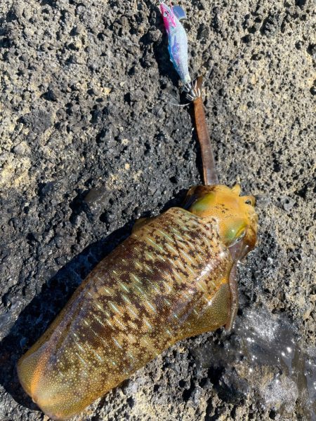 2023 佐渡ヶ島エギング 17回目【9月24日】