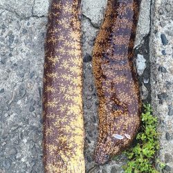 和歌山市江(吉丸渡船)で磯夜釣り