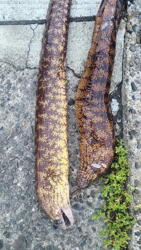 和歌山市江(吉丸渡船)で磯夜釣り