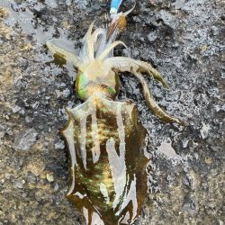 2023 佐渡ヶ島エギング 16回目【9月23日】