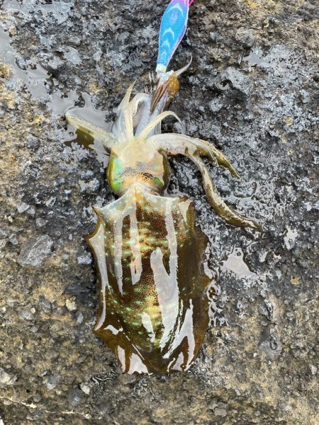 2023 佐渡ヶ島エギング 16回目【9月23日】