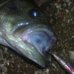 シャッドでバス釣り