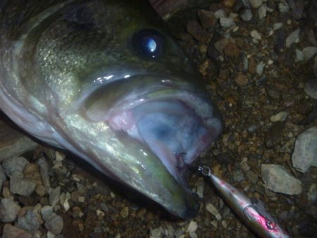 シャッドでバス釣り