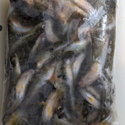 旧中川ハゼ 渋め(80匹ぬ)