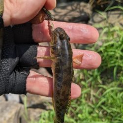 旧中川 ハゼ 台風後