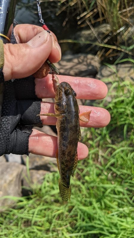 旧中川 ハゼ 台風後