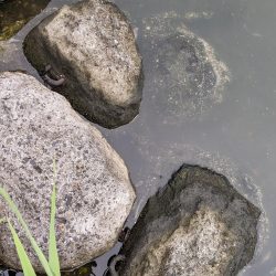 旧中川　ハゼ　大量死