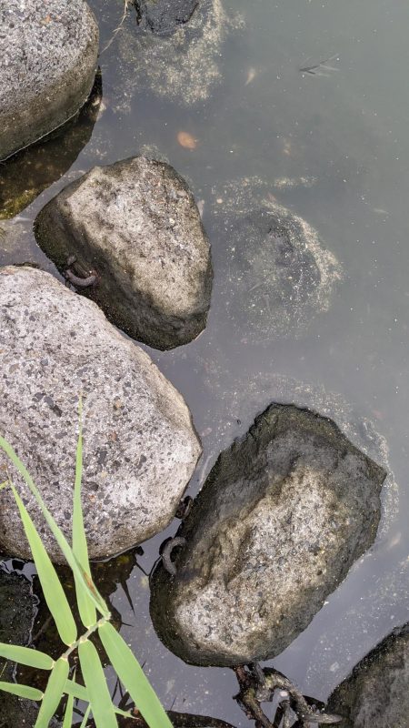 旧中川　ハゼ　大量死