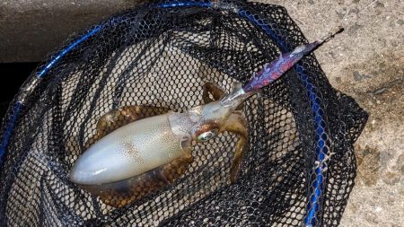 フナムシ怖すぎ