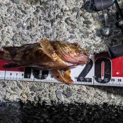 穴釣り&エギング