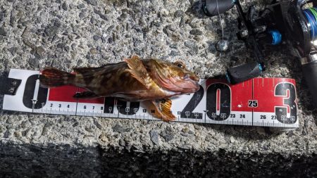 穴釣り&エギング