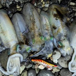 ナイトエギング