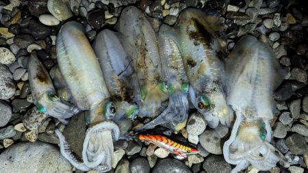 ナイトエギング