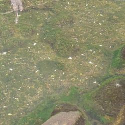 旧中川　ハゼ30匹チチブ60匹