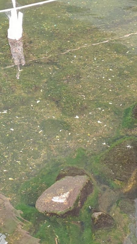 旧中川　ハゼ30匹チチブ60匹