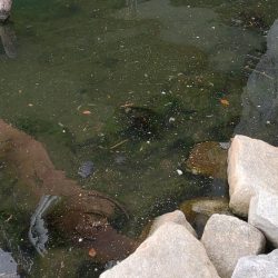 旧中川　大規模な酸欠でハゼ釣り終了のお知らせ