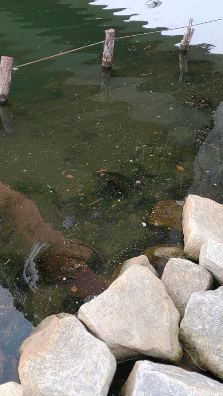 旧中川　大規模な酸欠でハゼ釣り終了のお知らせ