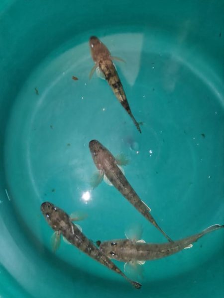 旧中川 ようやく1束釣れる