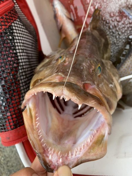 和歌山市江（吉丸渡船）で磯夜釣り