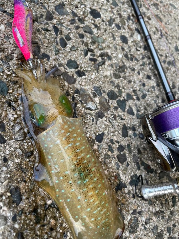 土日のリベンジに