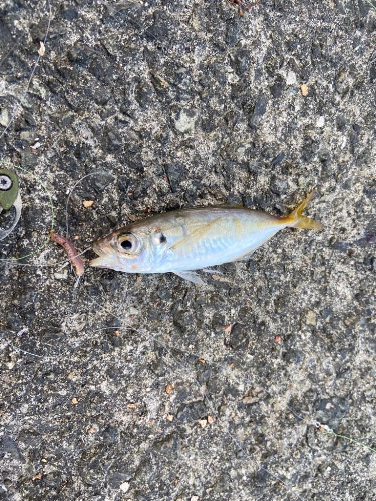 ちょい投げシロギスタの面目躍如