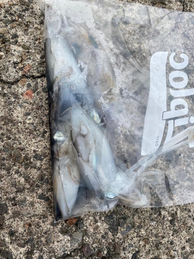 カマスとアオリ