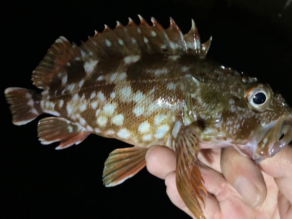 カサゴがこのサイズやったら良かったのに〜