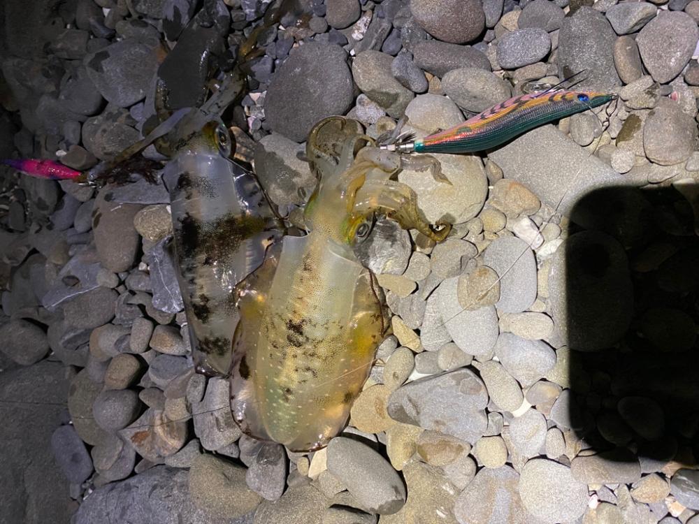 え？今年はアオリイカの当たり年？