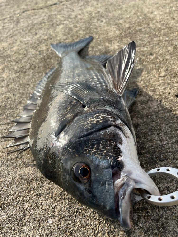 満潮まえの上潮で爆釣!