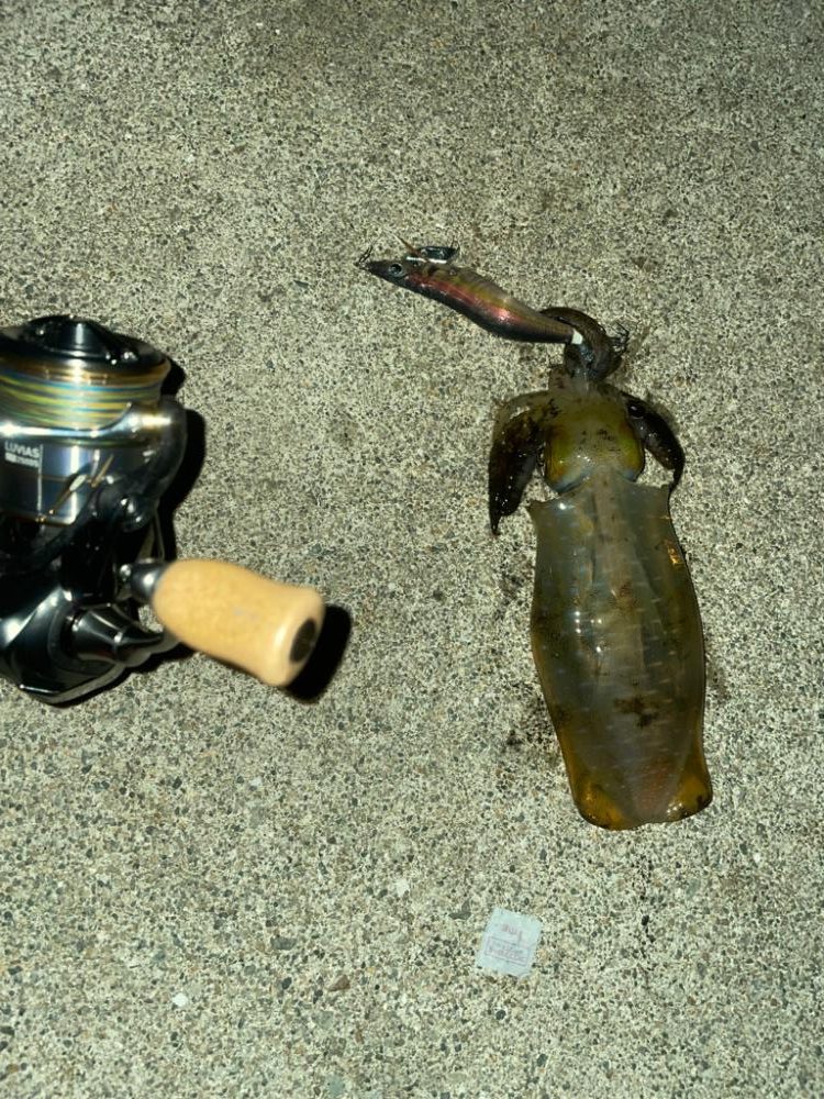 サイズが良い⭕️