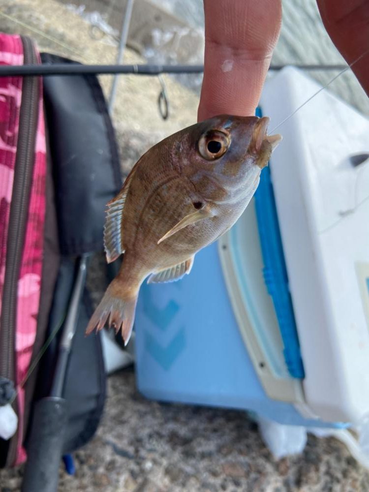 ちょい投げシロギスタ、幸せの黄色いヒレ