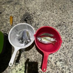 アジング、エギング、初心者