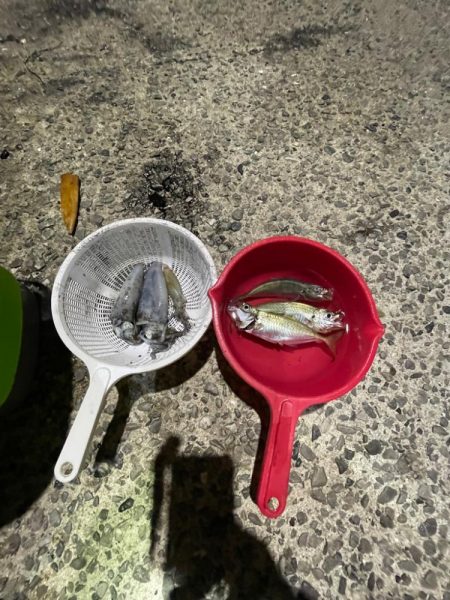 アジング、エギング、初心者